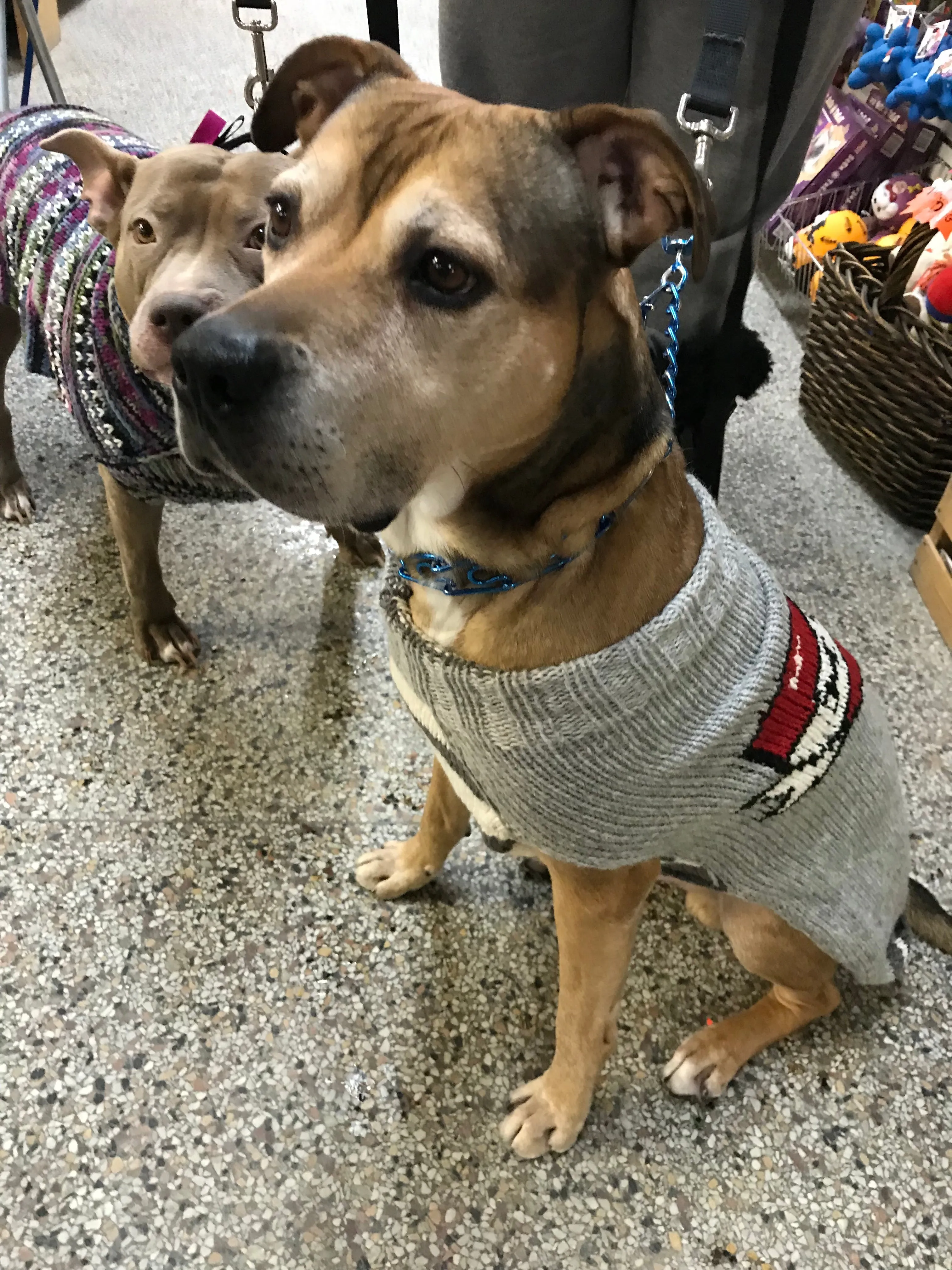 Chilly Dog Mom Tattoo Sweater SALE